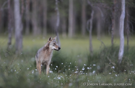 Wolf  canis lupus