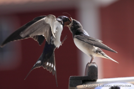 Ladusvala Hirundo rustica Småland