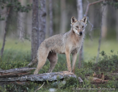 Wolf  canis lupus