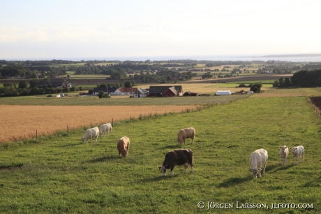 Landskap vid Hovs hallar Bjärehalvön Skåne