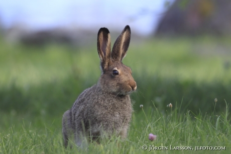 Hare Lepus europaeus