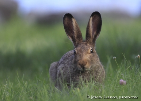 Hare Lepus europaeus