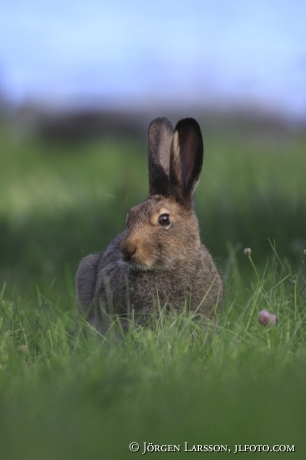 Hare Lepus europaeus