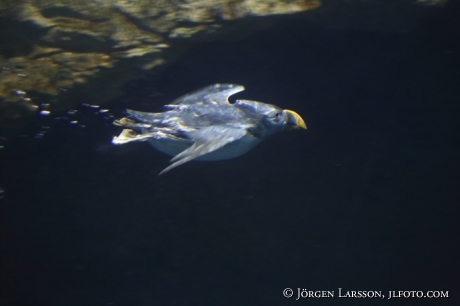 Lunnefågel Fractercula arctica simmar under vattnet