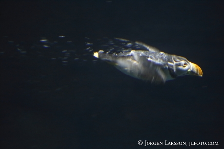 Lunnefågel Fractercula arctica simmar under vattnet