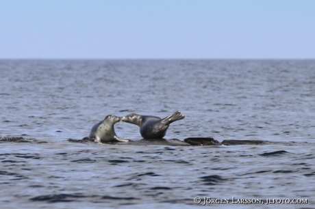 Grey seal Halichoerus grypus Smaland Sweden