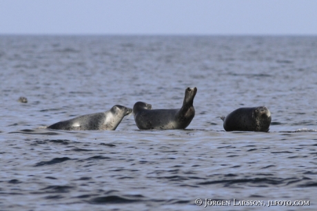 Grey Seal Tjust Smaland Sveden