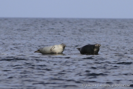 Grey Seal Tjust Smaland Sveden