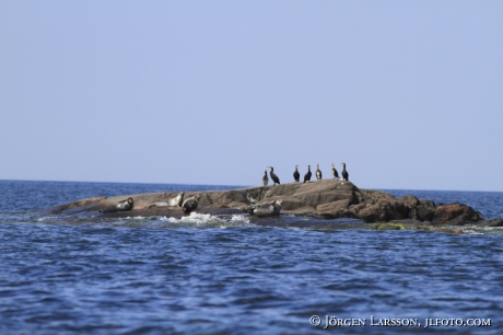 Grey Seal Tjust Smaland Sveden