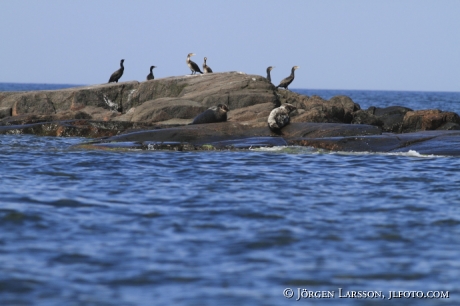 Grey Seal Tjust Smaland Sveden