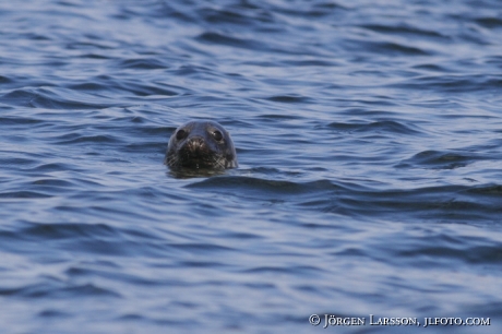 Grey Seal Tjust Smaland Sveden