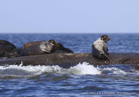 Grey Seals Tjust Smaland Sweden