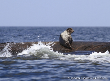 Grey Seal Tjust Smaland Sveden