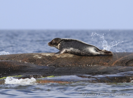 Grey Seal Tjust Smaland Sveden