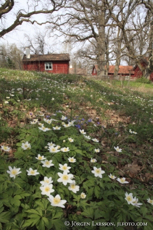 Vår vid Björnlunda hembygdsgård Södermanland