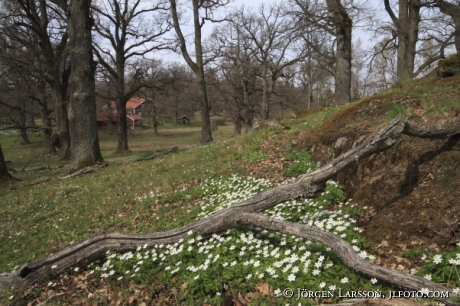 Sparreholm ekbacke vitsippor Södermanland