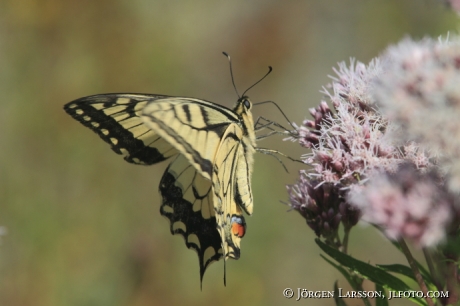 Makaon fjäril Papilio machaon  Småland Sverige