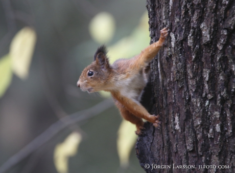 Squirrel Sciurus vulgaris