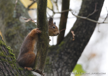 Squirrel Sciurus vulgaris