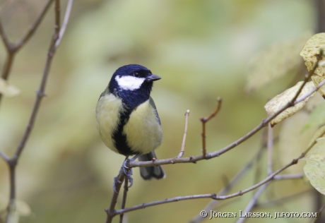 Talgoxe Parus major