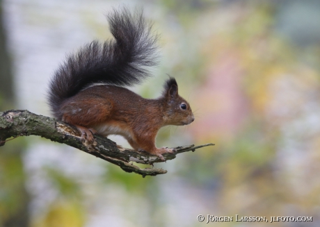 Squirrel Sciurus vulgaris