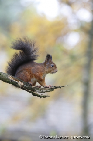 Squirrel Sciurus vulgaris