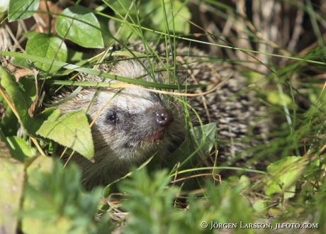 Hedgehog