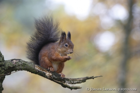 Squirrel Sciurus vulgaris