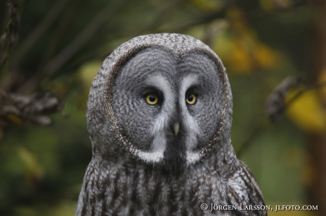 Lappuggla Strix nebulosa 