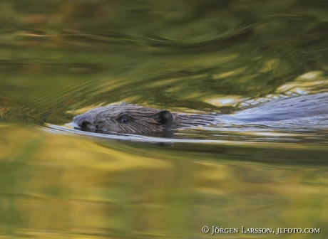 Beaver Castoridae Gnesta Sweden