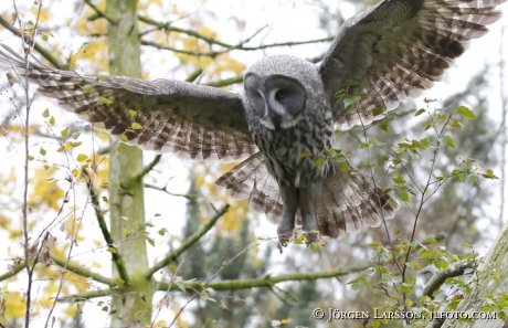 Lappuggla Strix nebulosa 