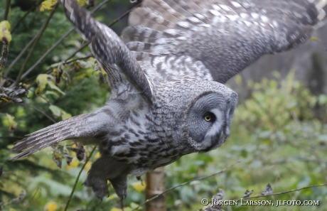 Lappuggla Strix nebulosa 