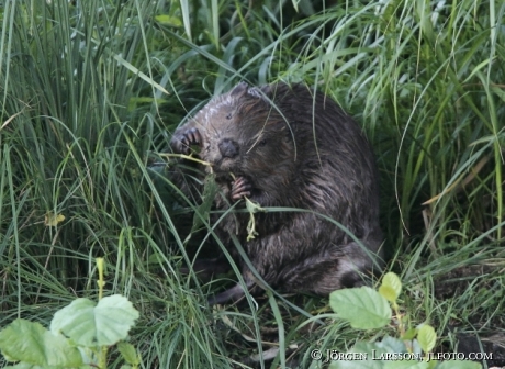 Beaver Castoridae Gnesta Sweden