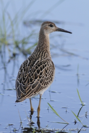 Grönbena Tringa glareola Trosa Södermanland Sweden