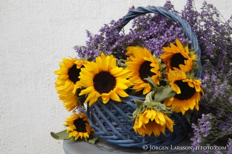 Arrangerade blommor Solrosor