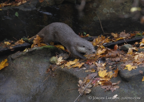 European Otter Lutra lutra