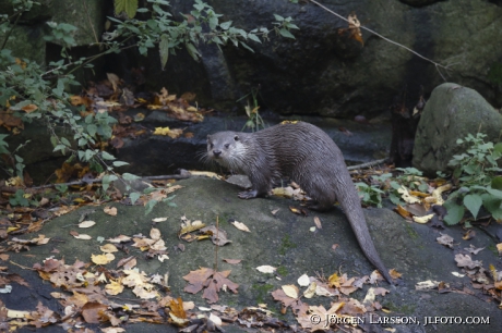 European Otter Lutra lutra