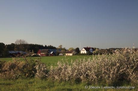 Gårdar vid Eksta Gotland Sverige