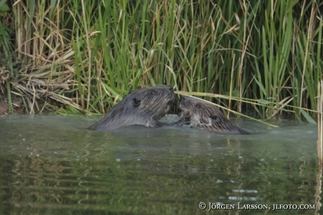 Beaver Castoridae Gnesta