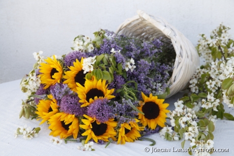 Arrangerade blommor Solrosor i korg