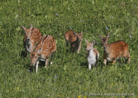 fallow deer 