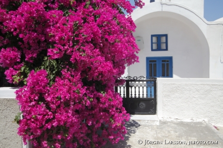 Bougainvillea  Santorini Grekland