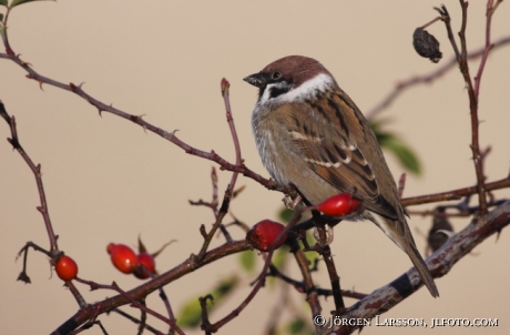 Pilfink Passer montanus