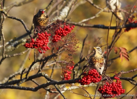 Björktrast Turdus pilaris