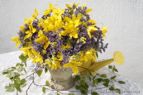 Arrangerade blommor med vilda Tulpaner