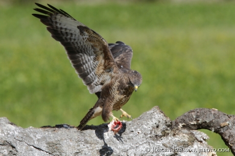 Ormvråk Buteo buteo