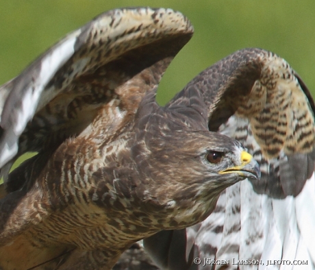 Ormvråk Buteo buteo