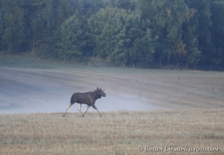 Moose bull Sodermanland Sweden