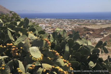 Kaktus Santorini Grekland