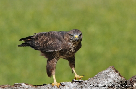 Ormvråk Buteo buteo